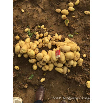 2016 New Crop Holland Potato Hot Sale for Pakistan